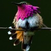 USB-Аптечка Colibri Extended v16.6E